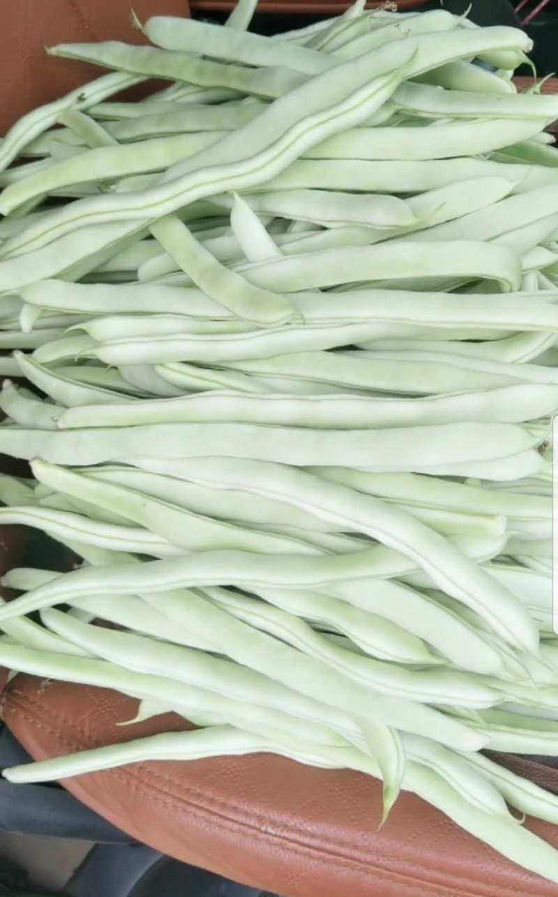 山东芸豆九粒白白不老质量很好