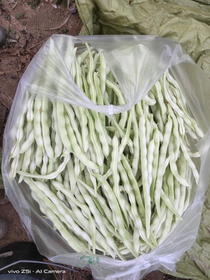 山东芸豆九粒白白不老质量很好