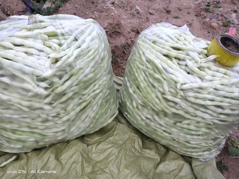 山东芸豆九粒白白不老质量很好