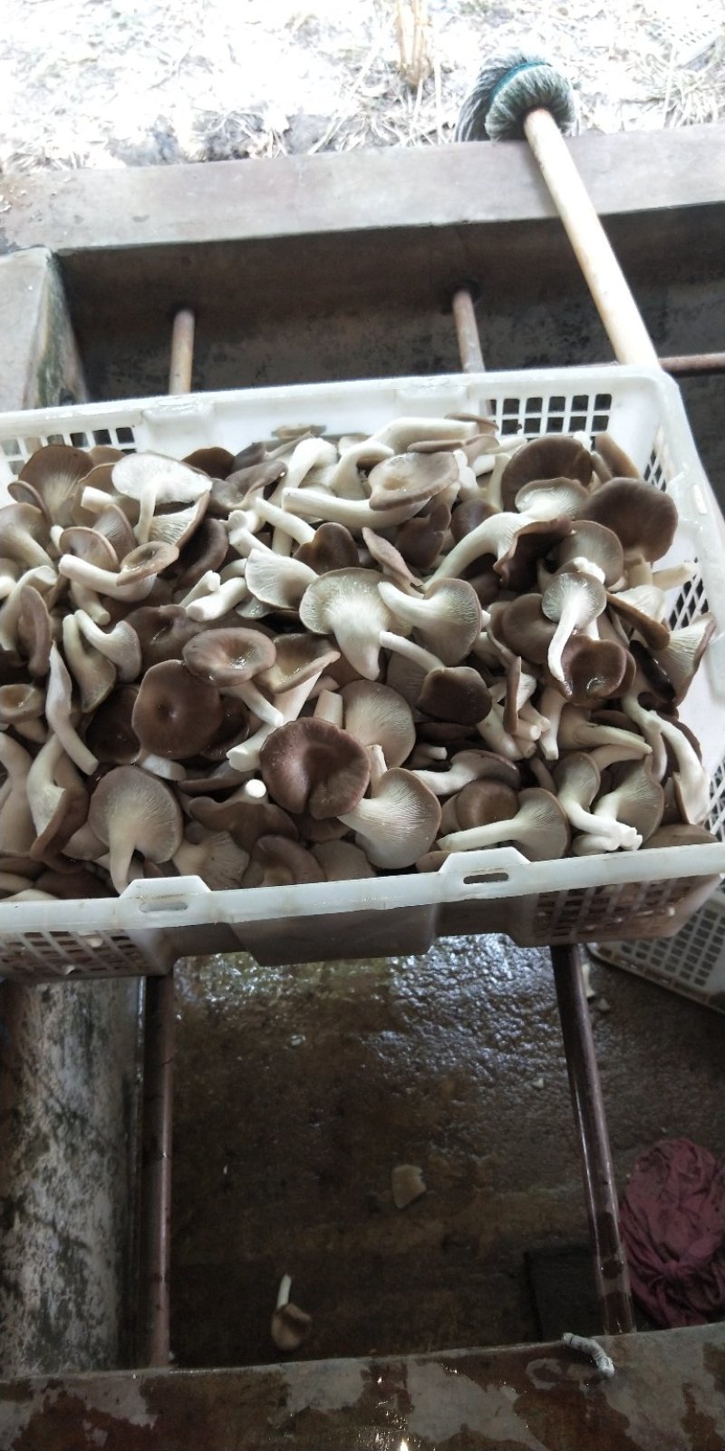 大量供应优质秀菌菇，姬菇