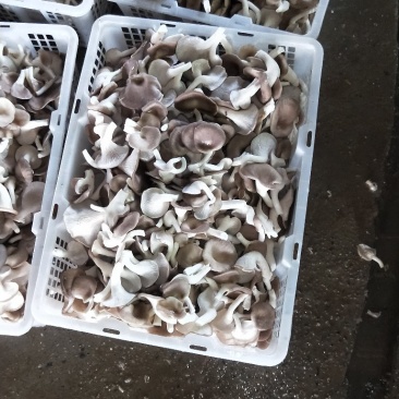 大量供应优质秀菌菇，姬菇
