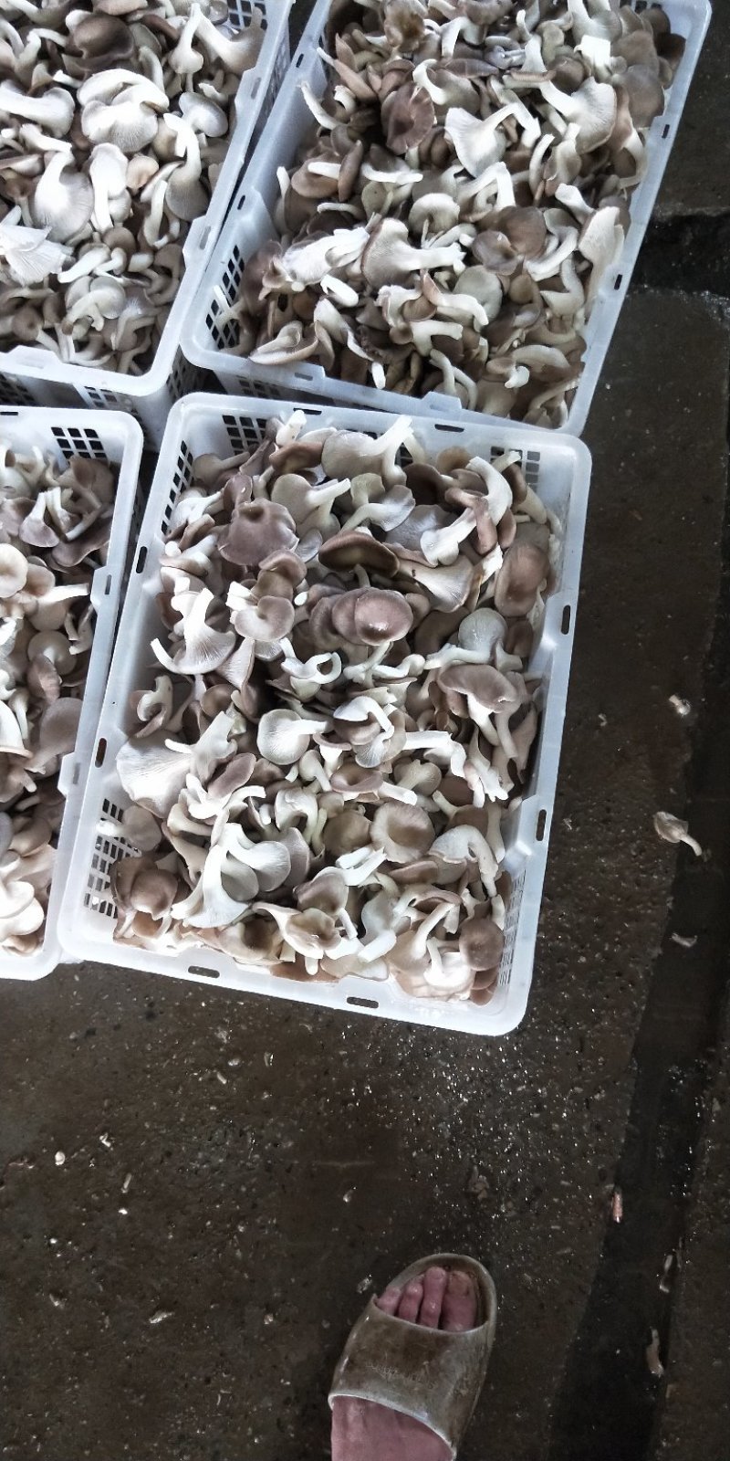 大量供应优质秀菌菇，姬菇