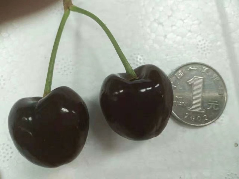 黑珍珠大樱桃，口感特甜的露天黑珍珠