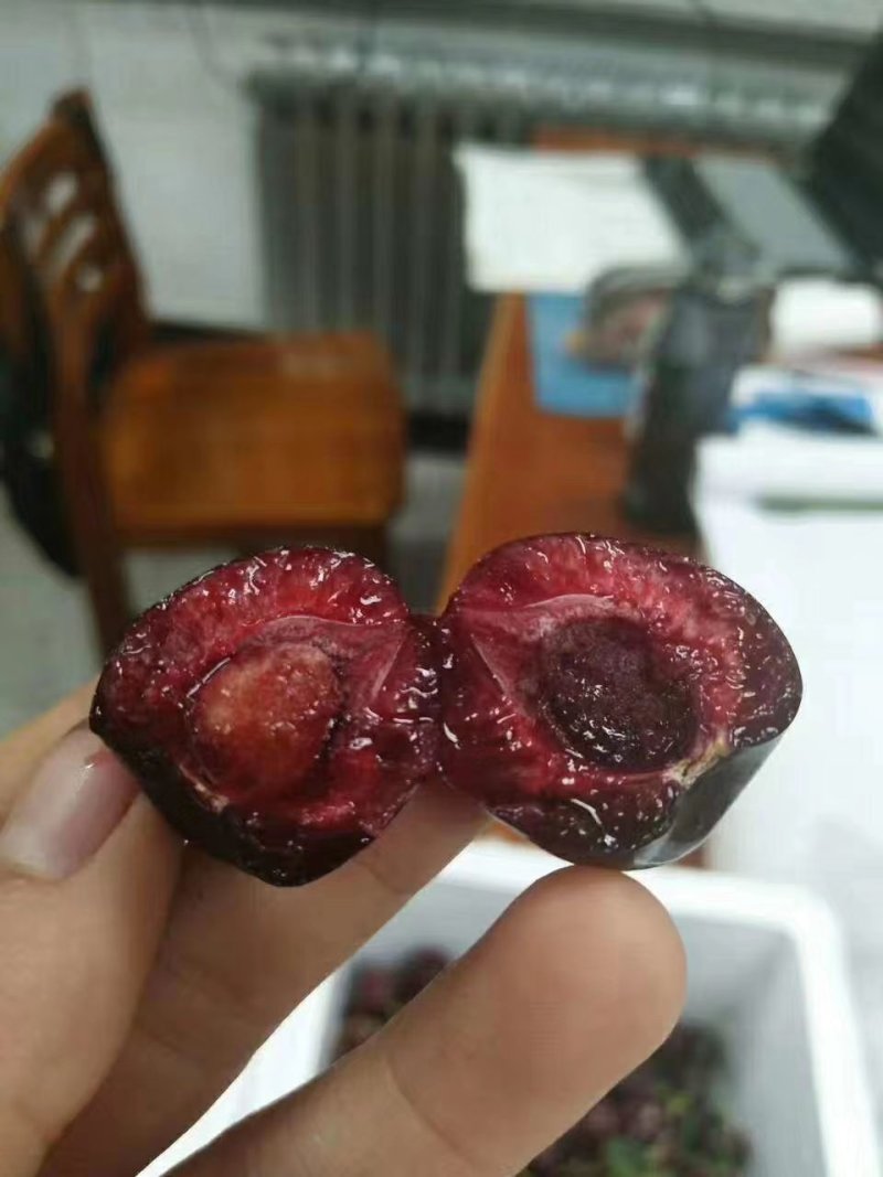 黑珍珠大樱桃，口感特甜的露天黑珍珠