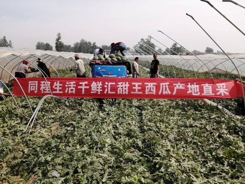 砀山大棚精品甜王西瓜8斤打底一手货源大量长期供货量大从优