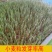 （包邮）2024年农家带皮优质小麦粒5斤