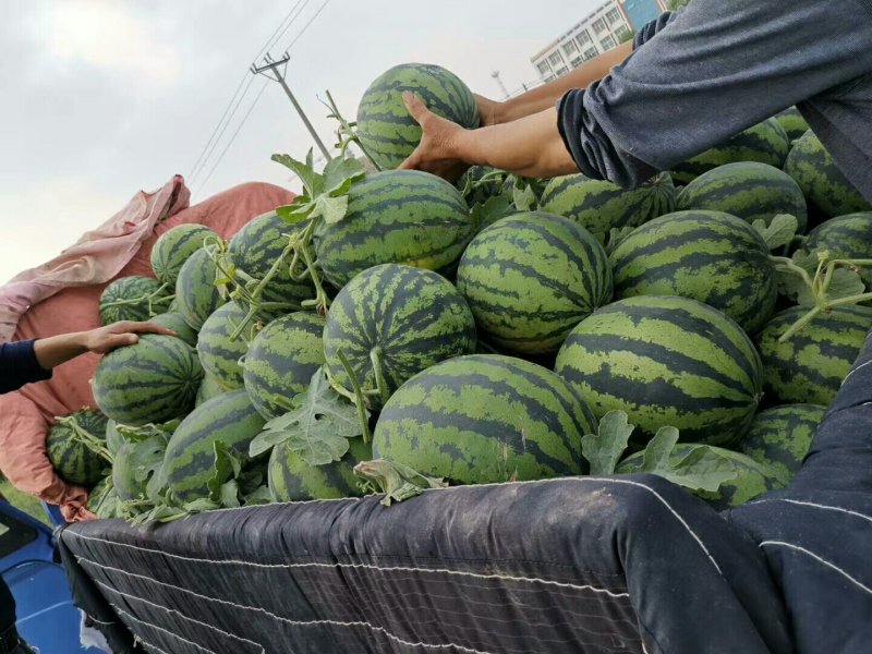 甜王西瓜，暖棚西瓜大量上市了，产地直销，大量批发，6