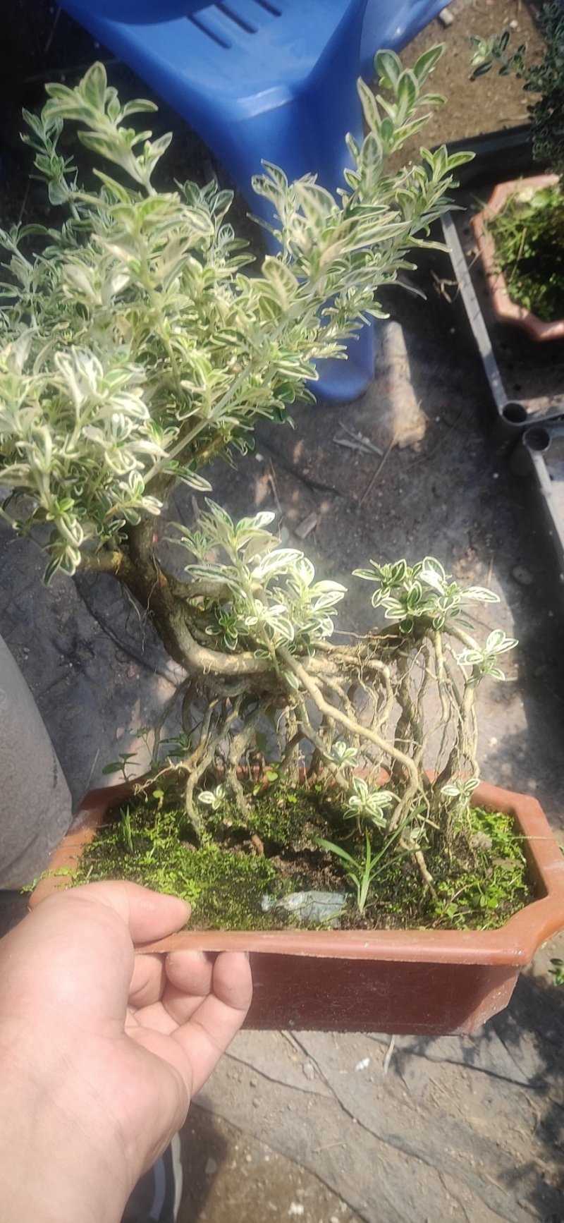 悬崖提根金边六月雪造型盆栽