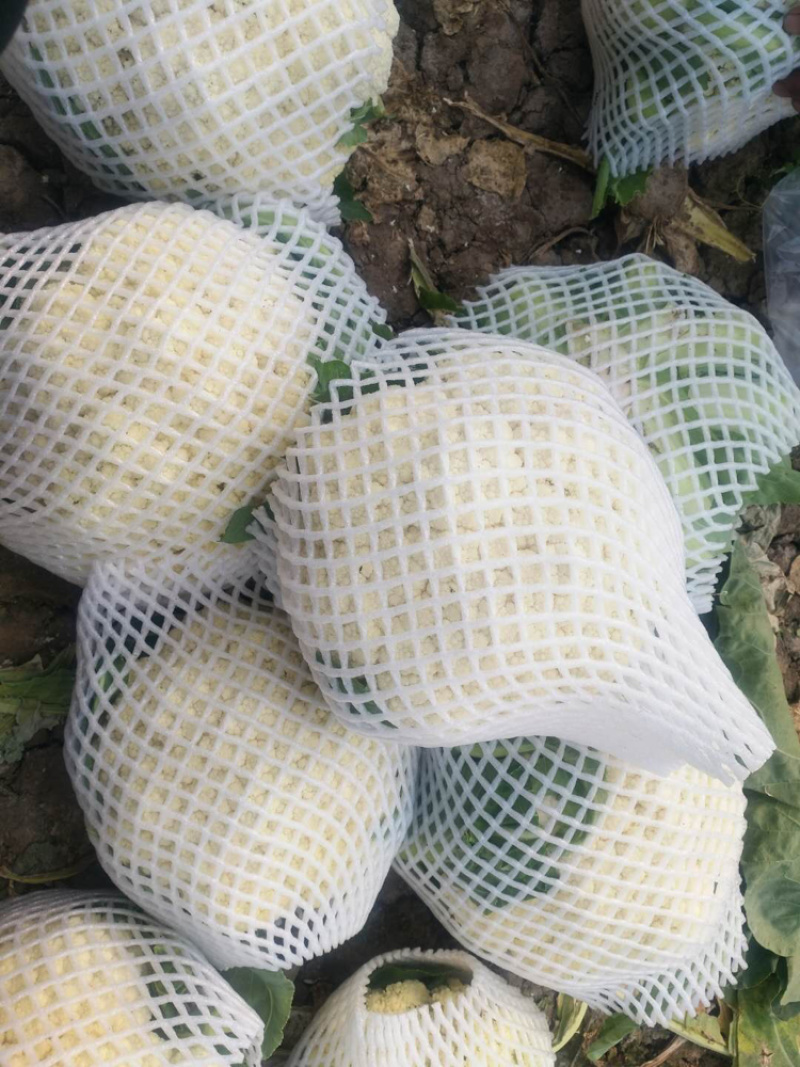 大量有机花