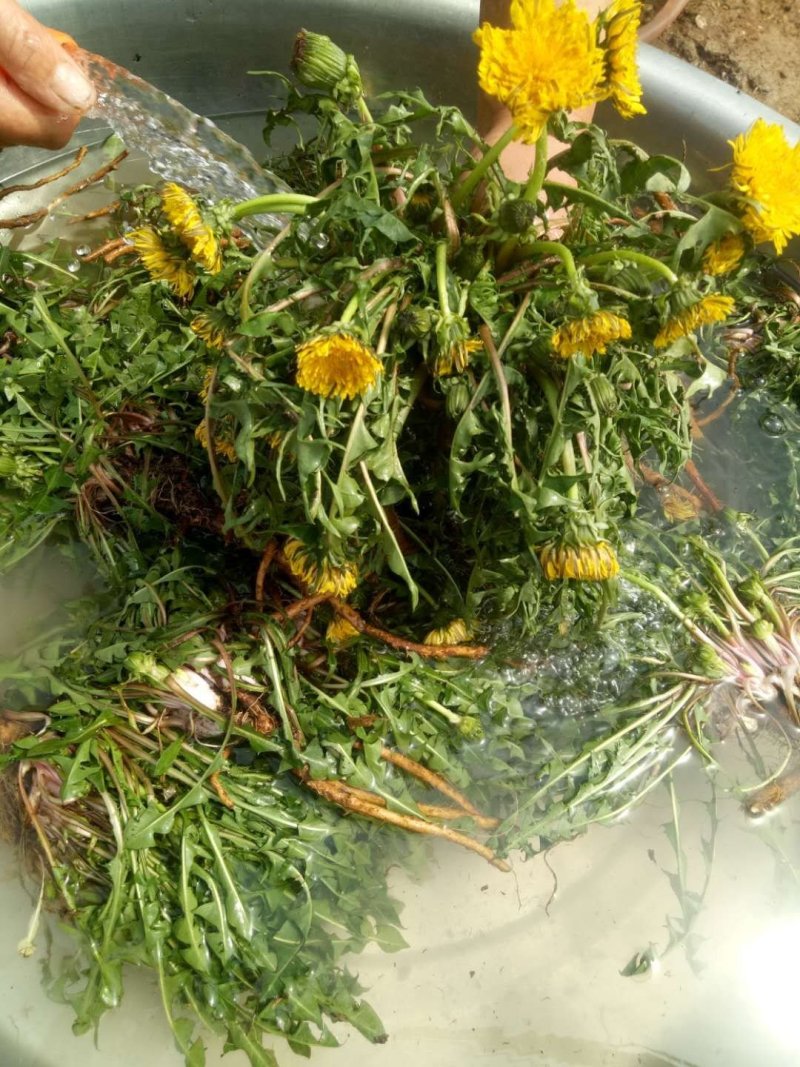 【甄选蒲公英】野生免洗新货【整棵带根】药用蒲公英婆婆丁花茶