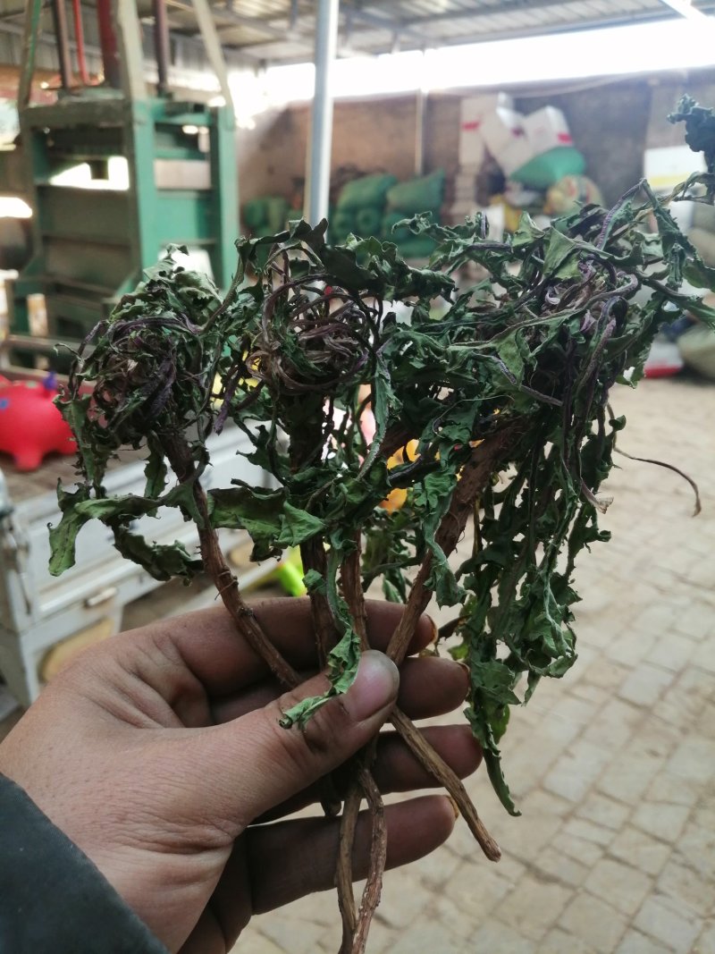 【甄选蒲公英】野生免洗新货【整棵带根】药用蒲公英婆婆丁花茶