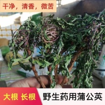 【甄选蒲公英】野生免洗新货【整棵带根】药用蒲公英婆婆丁花茶