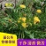 【甄选蒲公英】野生免洗新货【整棵带根】药用蒲公英婆婆丁花茶