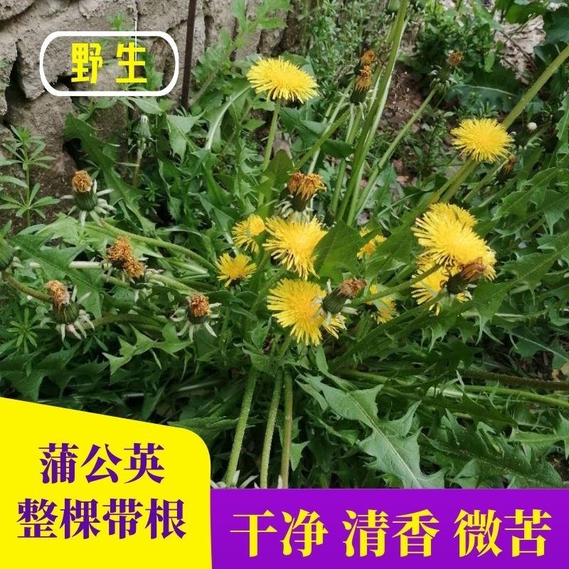 【甄选蒲公英】野生免洗新货【整棵带根】药用蒲公英婆婆丁花茶