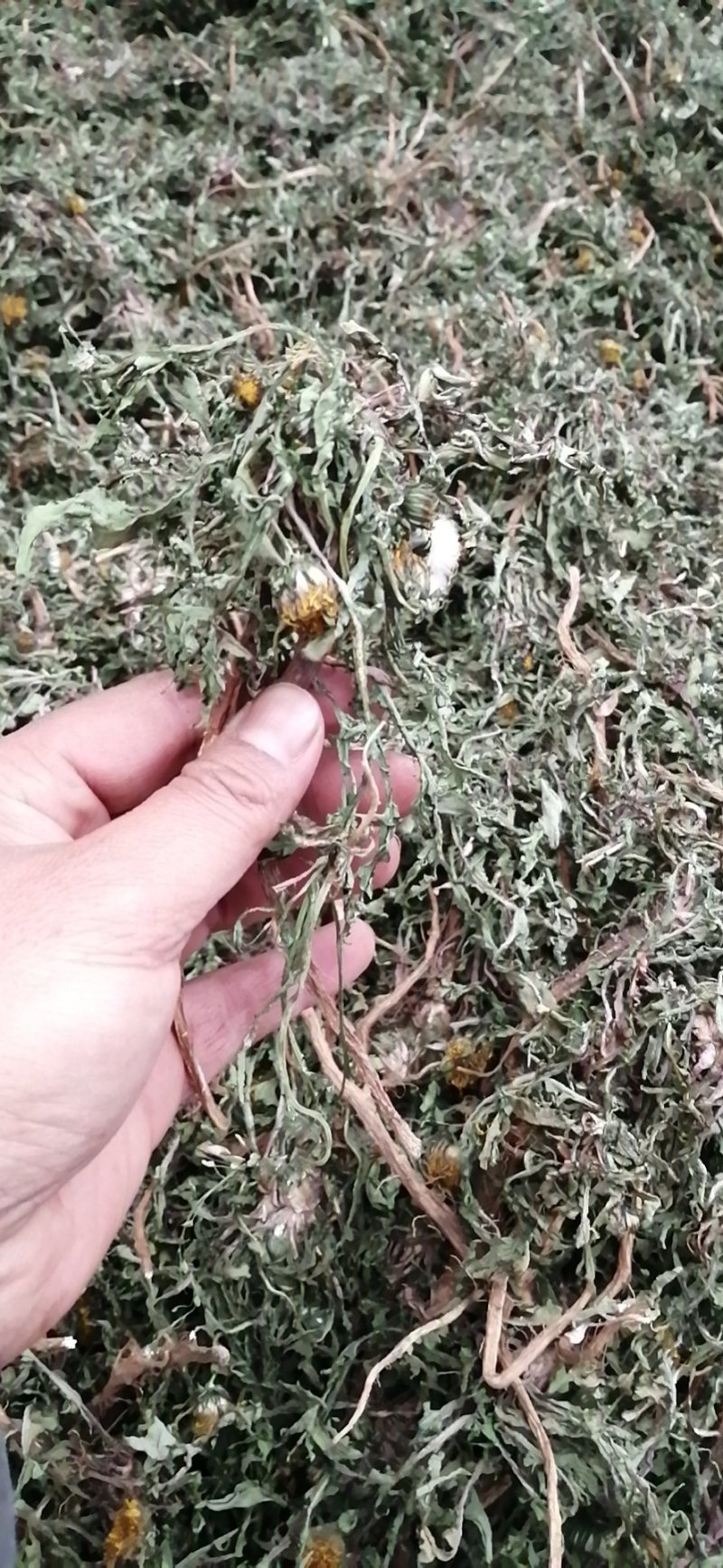 【甄选蒲公英】野生免洗新货【整棵带根】药用蒲公英婆婆丁花茶
