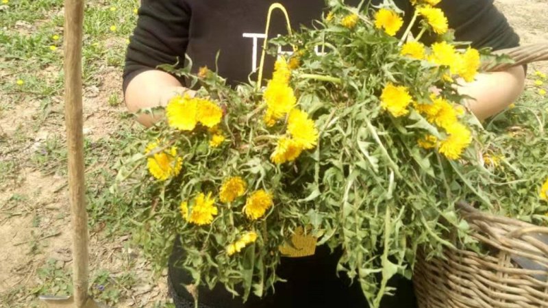 【甄选蒲公英】野生免洗新货【整棵带根】药用蒲公英婆婆丁花茶