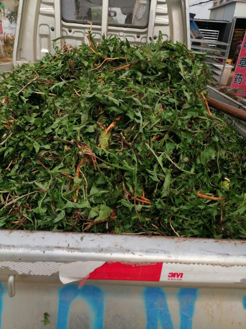 【甄选蒲公英】野生免洗新货【整棵带根】药用蒲公英婆婆丁花茶