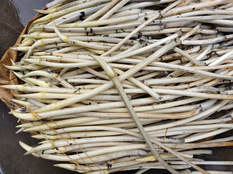 湖北潜江白鹭湖农场新鲜藕带，嫩，脆，爽口，馈赠家用佳品，