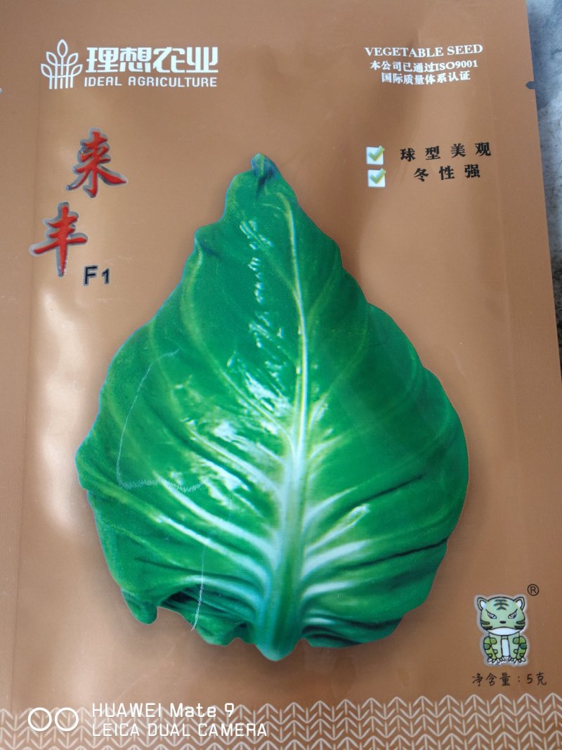 牛心甘蓝球型美观耐寒性强，冬性强