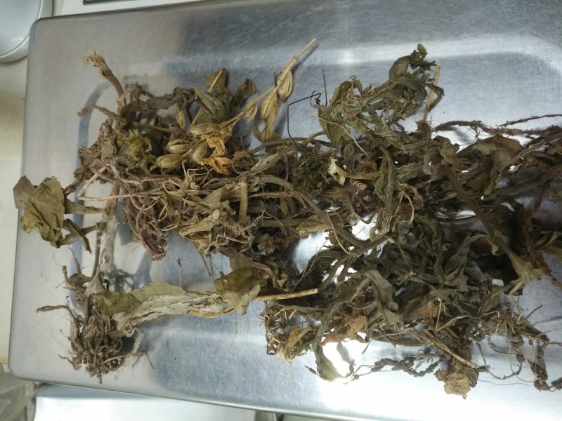 见血清