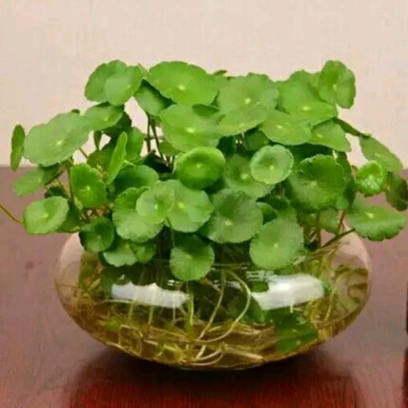 室内庭院绿植盆栽花卉铜钱草
