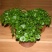 室内庭院绿植盆栽花卉铜钱草