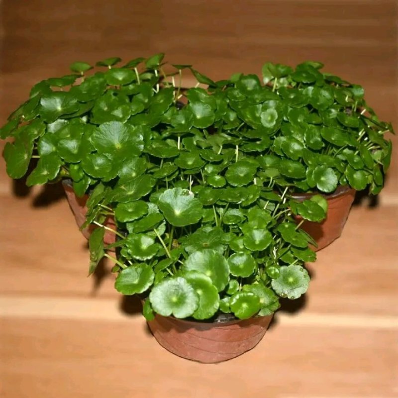 室内庭院绿植盆栽花卉铜钱草