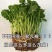室内庭院绿植盆栽花卉铜钱草