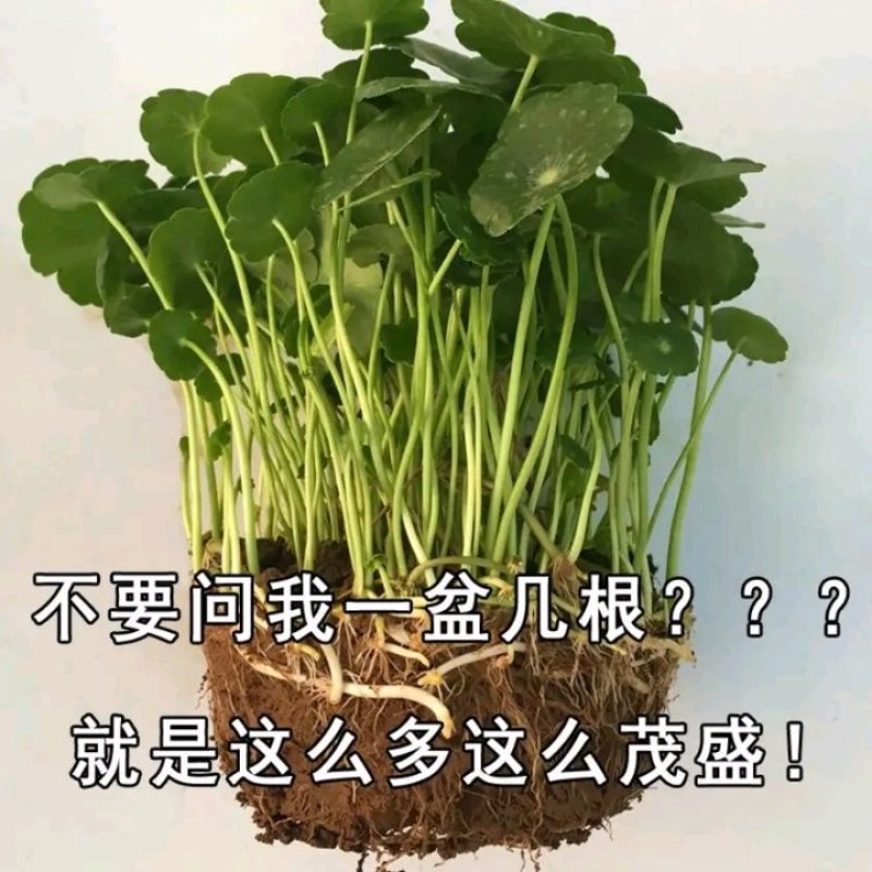 室内庭院绿植盆栽花卉铜钱草