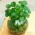 室内庭院绿植盆栽花卉铜钱草