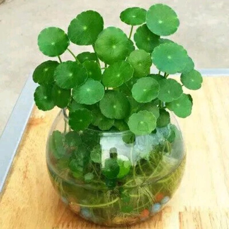 室内庭院绿植盆栽花卉铜钱草