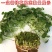 室内庭院绿植盆栽花卉铜钱草