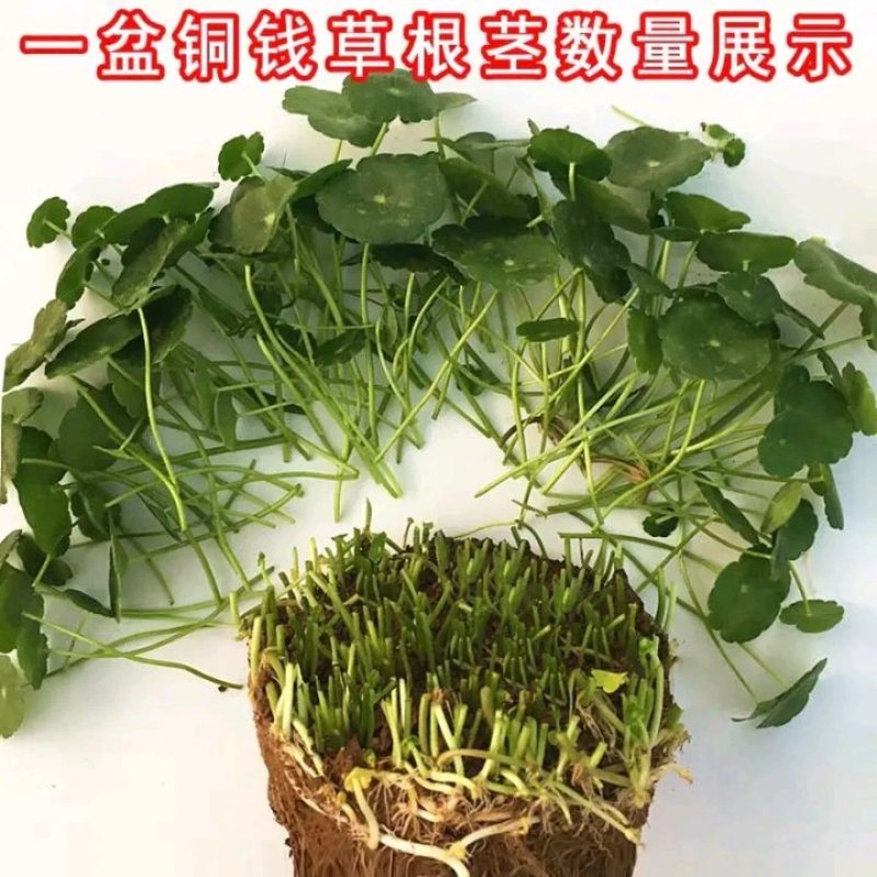 室内庭院绿植盆栽花卉铜钱草