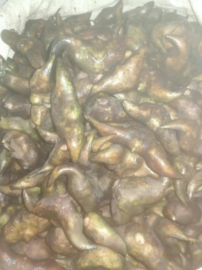冻库老菱角（刚上市新鲜清洗干净打包的老菱角）