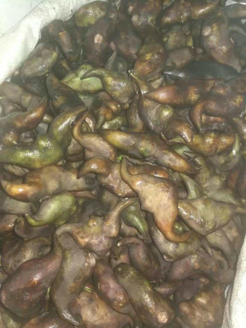 冻库老菱角（刚上市新鲜清洗干净打包的老菱角）