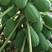 【木瓜苗】水果木瓜组培苗规格8-20厘米优质木瓜种苗