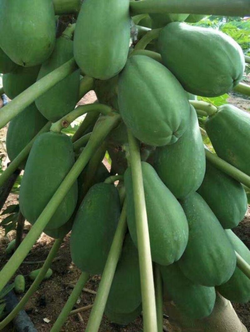 【木瓜苗】水果木瓜组培苗规格8-20厘米优质木瓜种苗