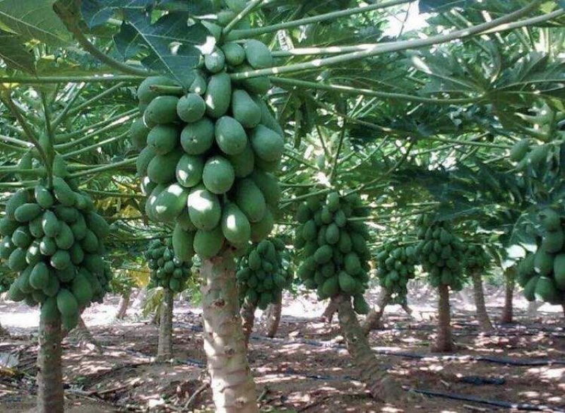 【木瓜苗】水果木瓜组培苗规格8-20厘米优质木瓜种苗