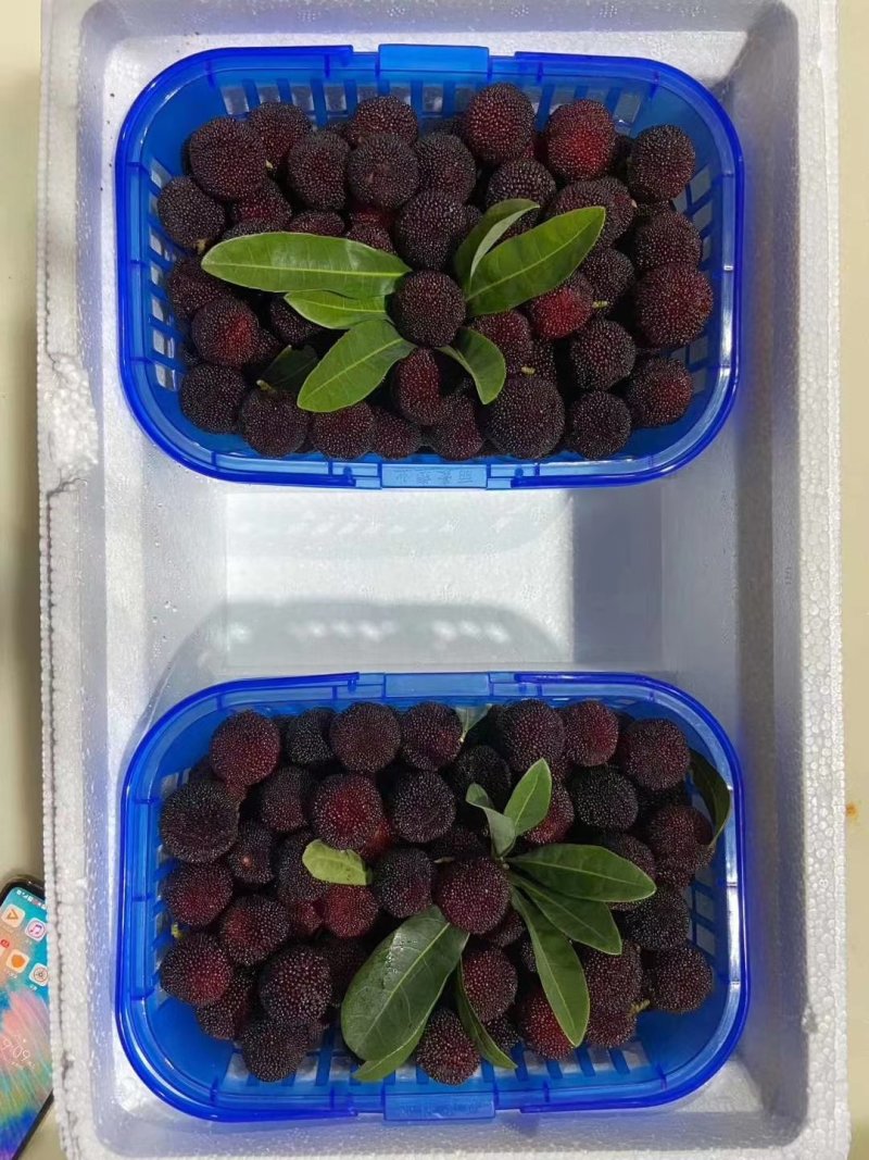杨梅新鲜水果应季孕妇食品现摘现发包邮