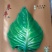 牛心包，早中熟品种，叶求桃行，耐寒性强，