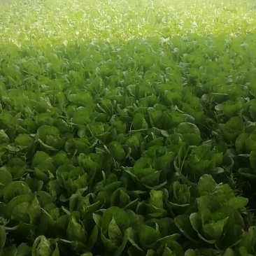 毛白菜空心菜皇妃芹菜花菜