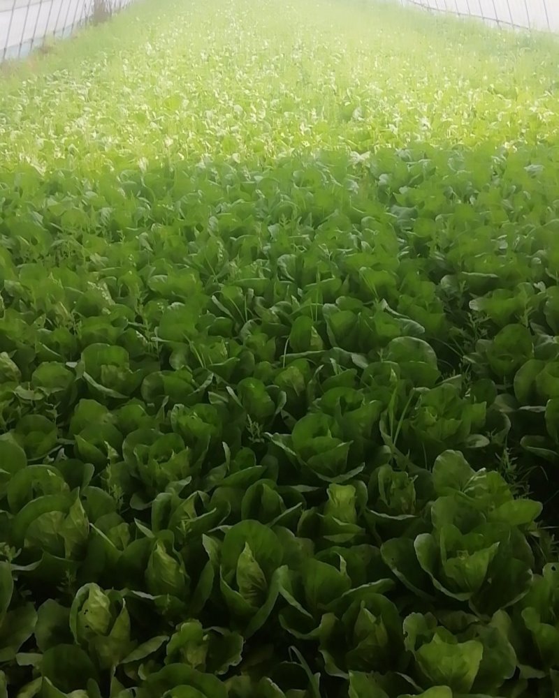 毛白菜空心菜皇妃芹菜花菜