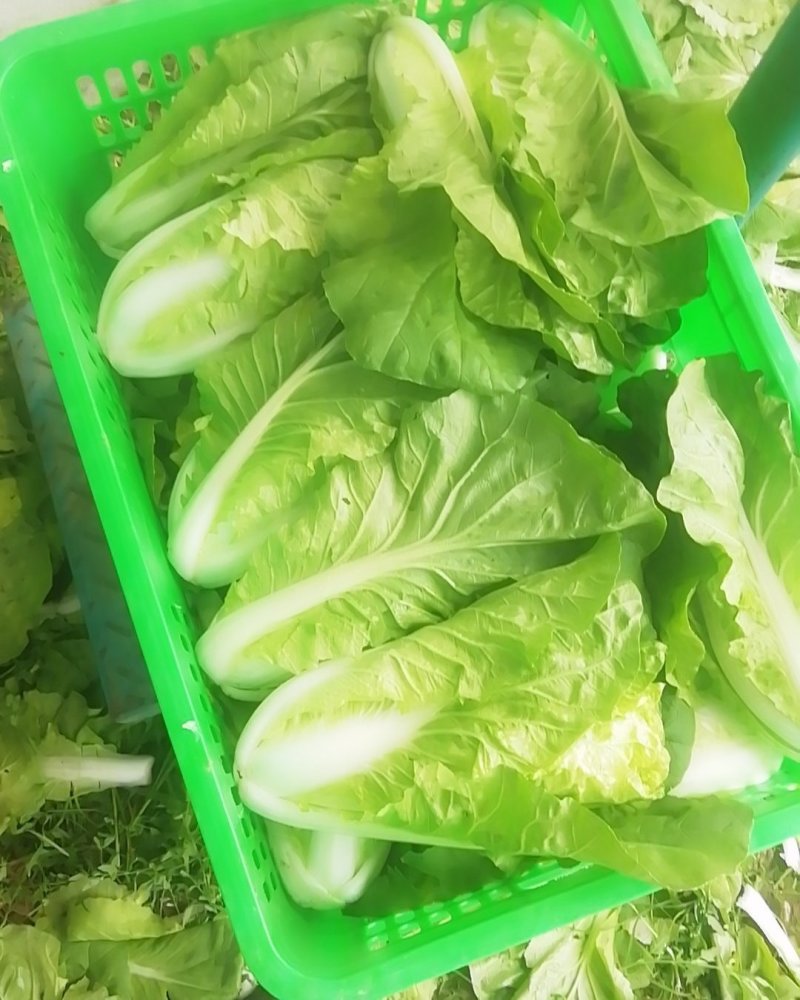 毛白菜空心菜皇妃芹菜花菜