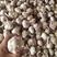 干蒜紫皮大蒜，大量有货，混级蒜，精品市场蒜蒜米料，印尼