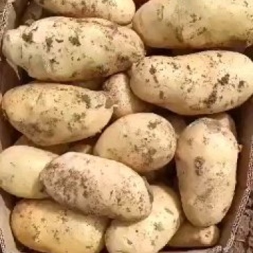 新土豆