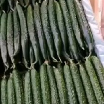 黄瓜