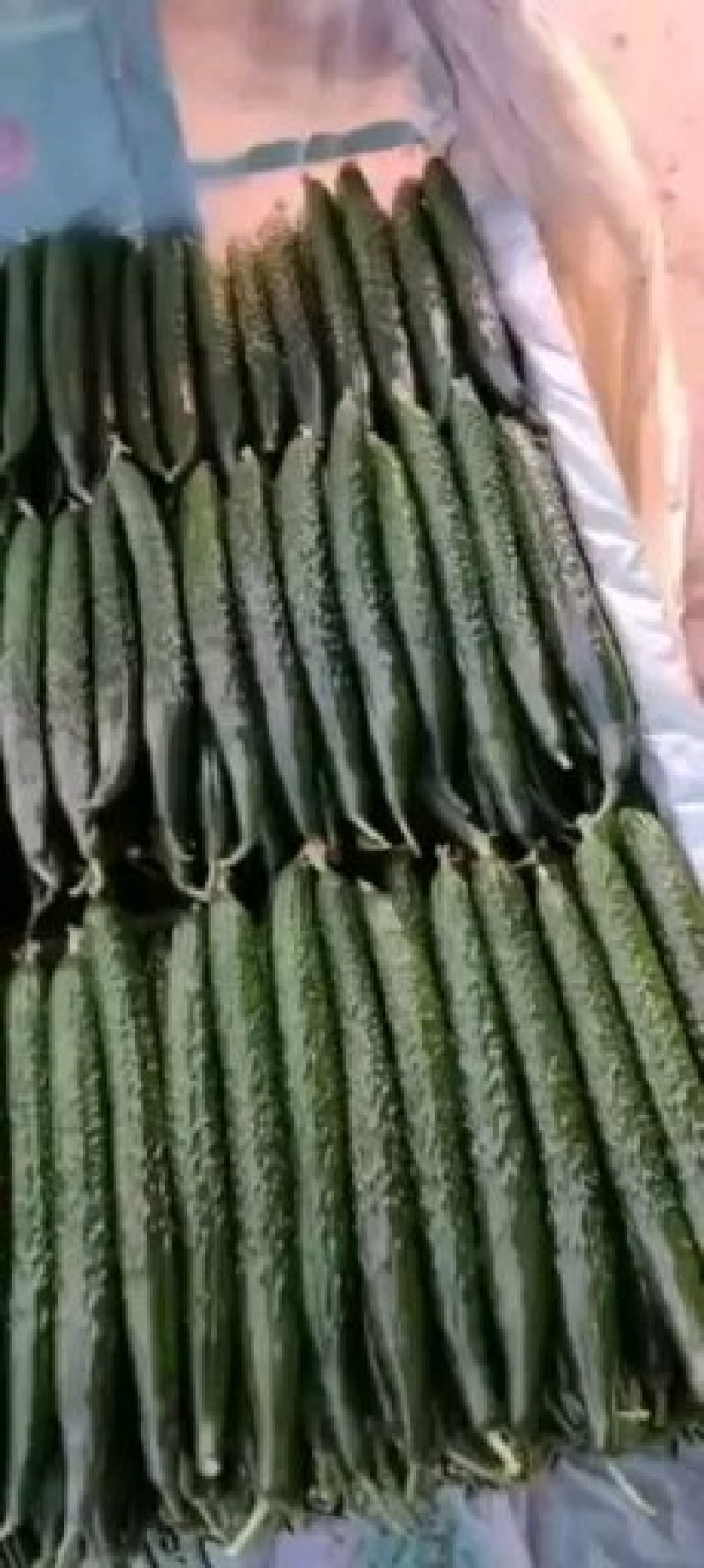 黄瓜