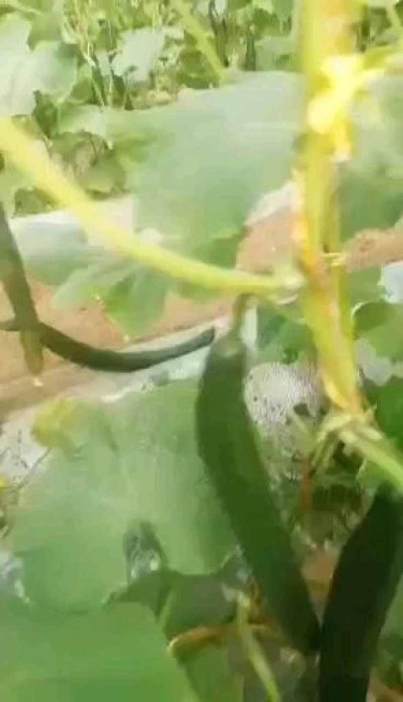 黄瓜
