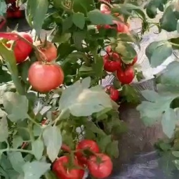 番茄