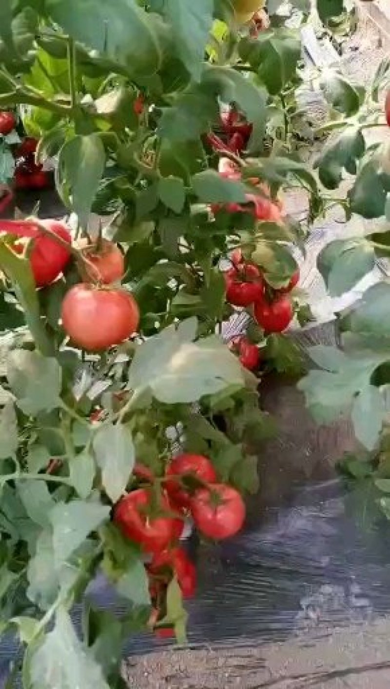 番茄